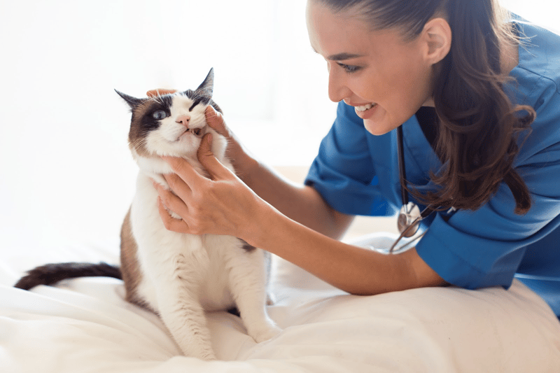 health-issues-in-2-year-old-cats