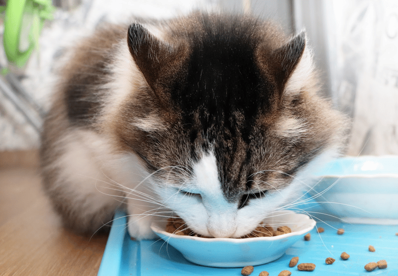 cat-health-problem-symptoms-to-monitor