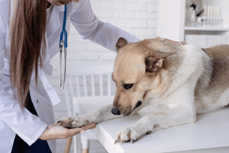 what-are-the-symptoms-of-dog-toenail-injury