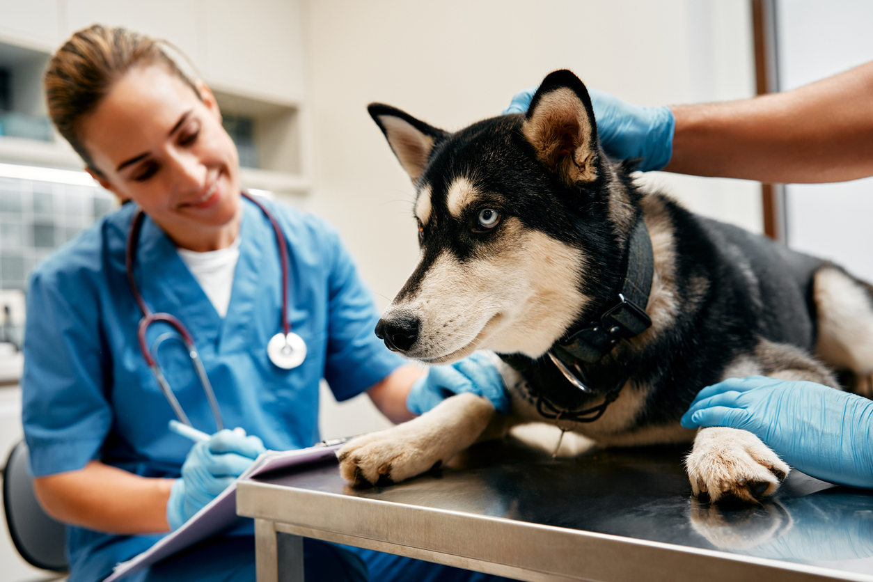 stages-of-leptospirosis-in-dogs