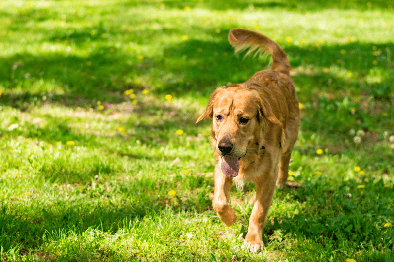 how-vets-confirm-leptospirosis