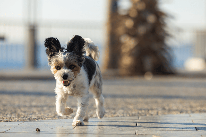 what-to-expect-with-dog-hip-braces