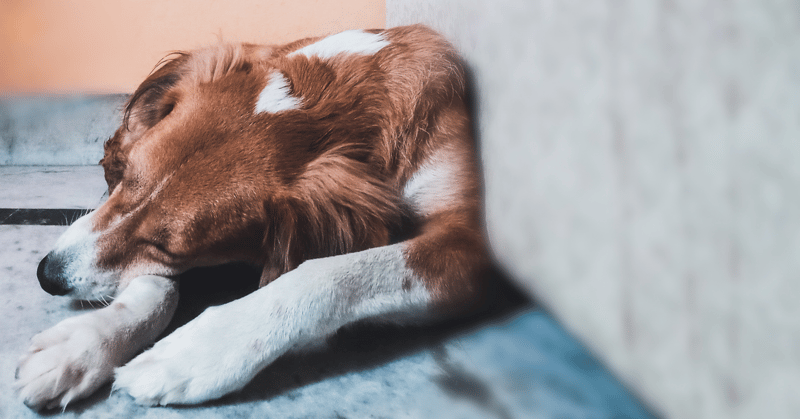 dogs-are-masters-of-hiding-pain