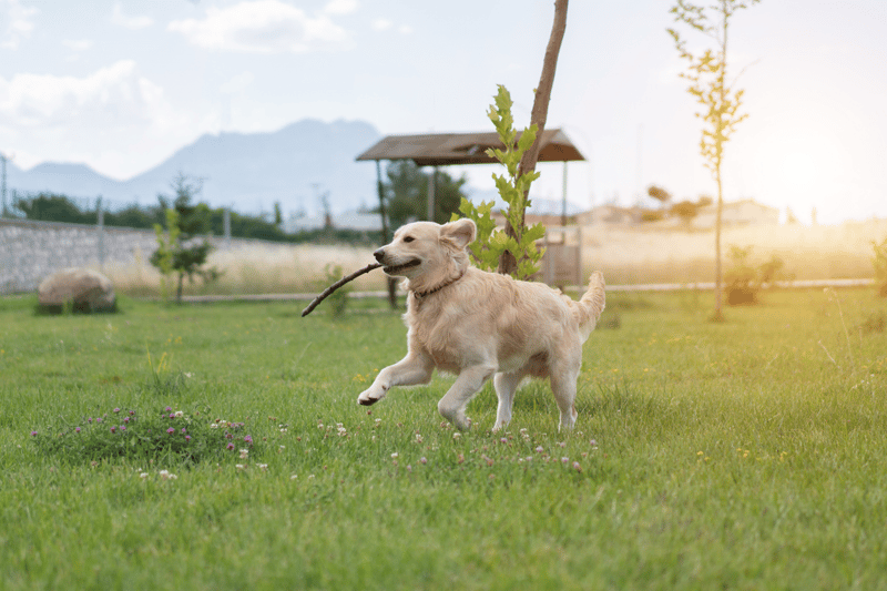 dog-soft-tissue-injury-recovery-time-what-to-expect