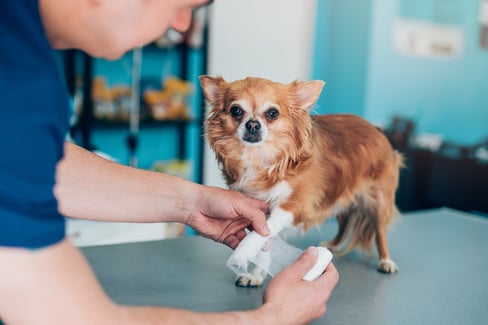 understanding-dog-soft-tissue-injuries
