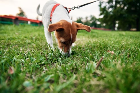 understanding-dog-urinary-tract-infections