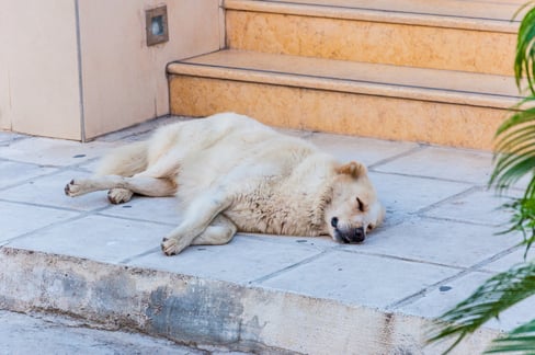 what-are-the-first-signs-of-hip-dysplasia-in-dogs