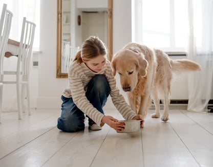 what-is-the-best-dog-food-for-kidney-disease