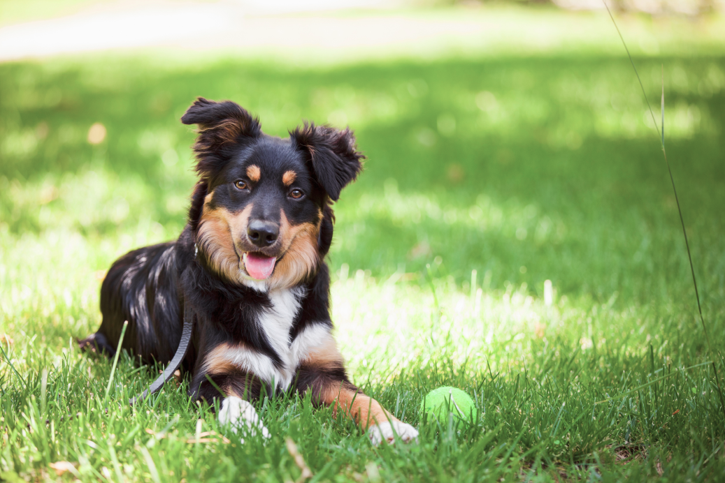 Basics of How to Take Care of a Dog