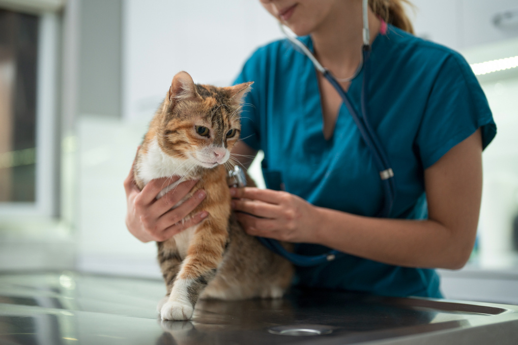 Cat Infections_ Symptoms and Causes