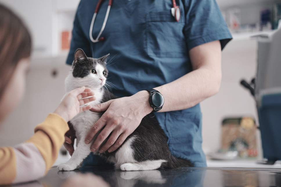 Cat Pain Management and Treatments