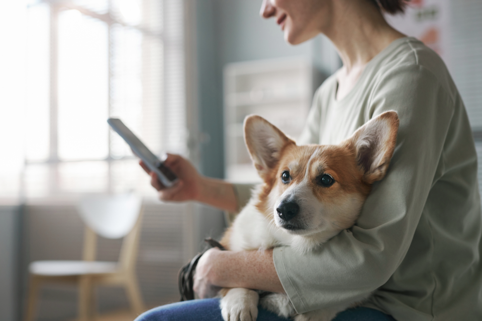 Dog Health Issues_ Common Dog Diseases and Symptoms