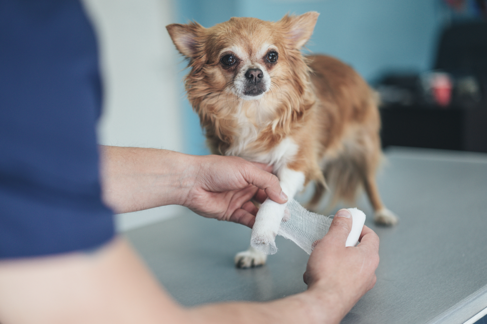 Dog Injuries_ Symptoms and Causes