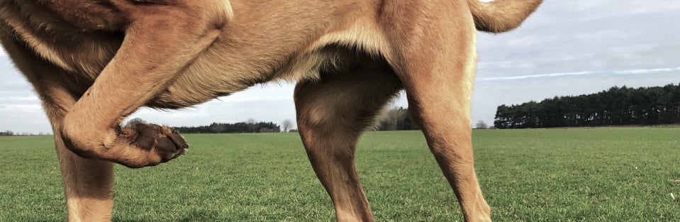 Hip and Joint for Dogs  What Causes Mobility Issues 