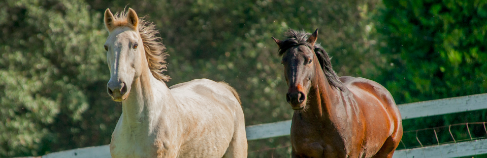 Horse Anatomy 101
