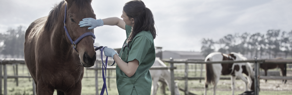 Horse Health Conditions_ Common Diseases and Symptoms