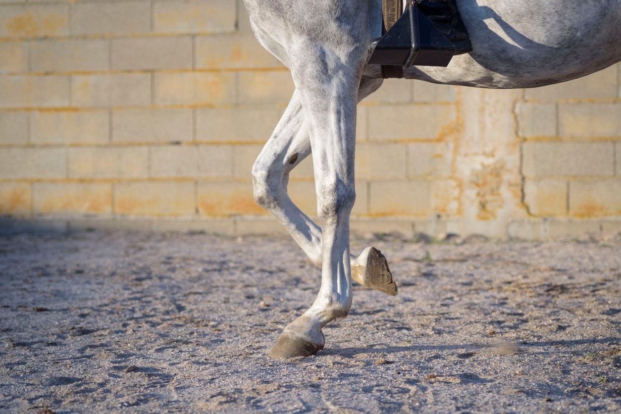What is Bowed Tendon Horse