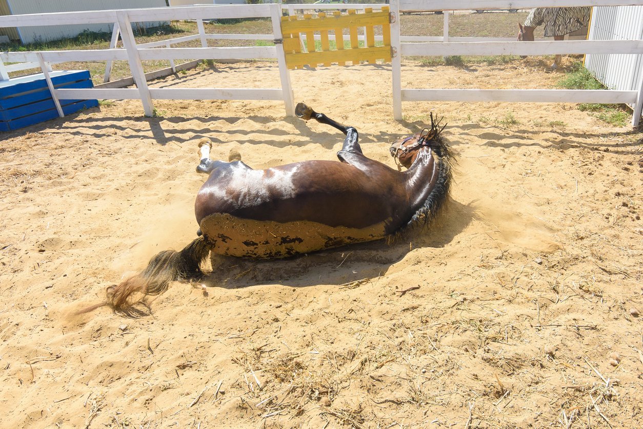 A Guide to SI Joint in Horses [Diagnosis, Prevention & Treatment]