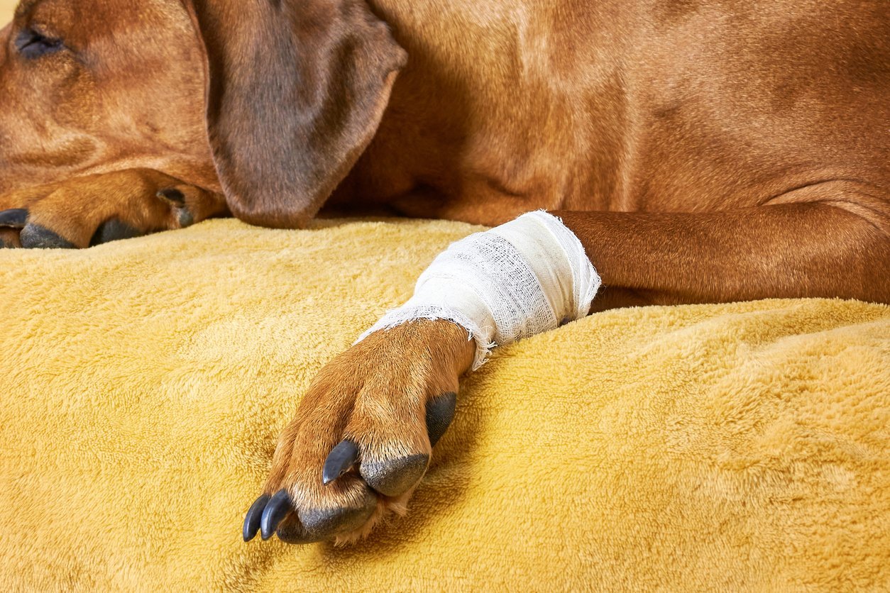 how do you tell if your dogs leg is broken or sprained