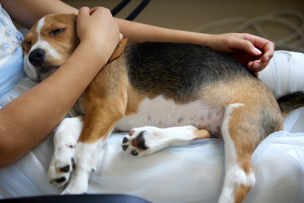 what could cause paralysis in dogs back legs