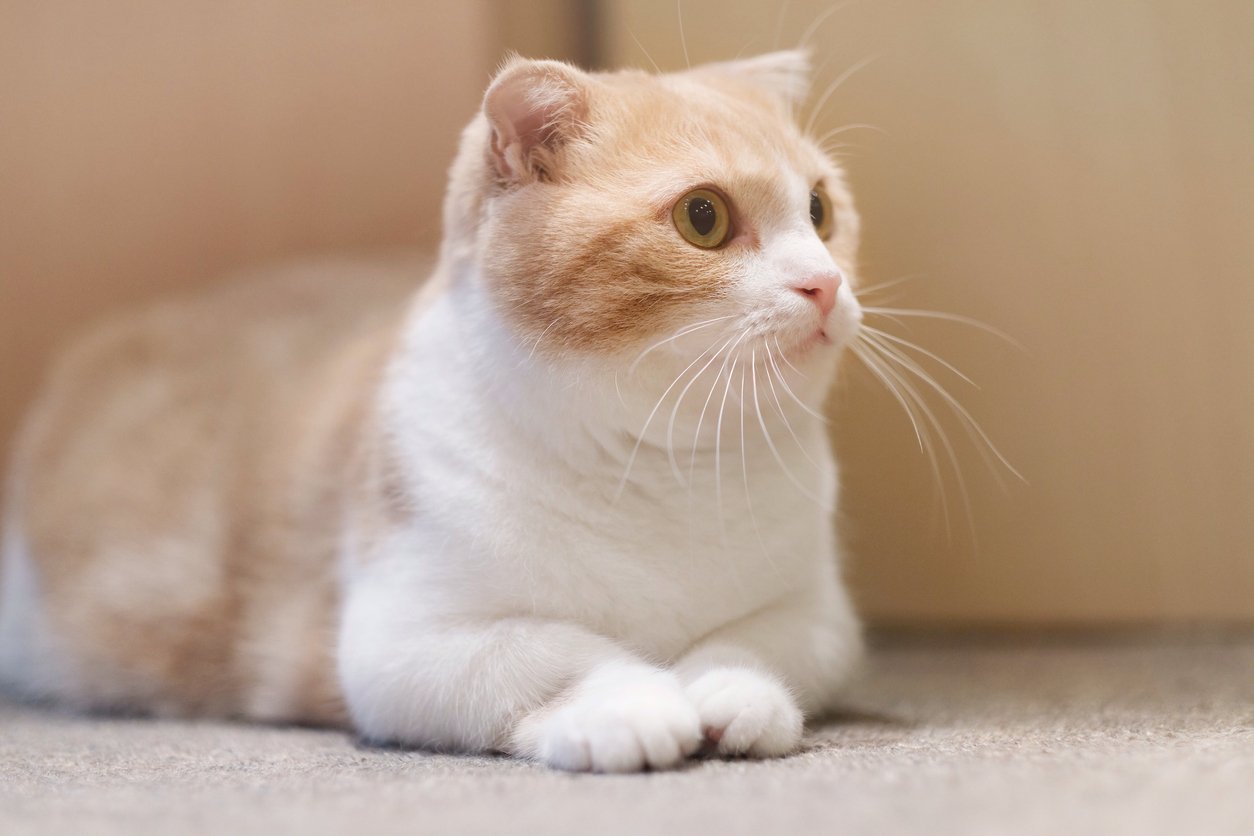 5 Common Munchkin Cat Health Problems & How to Solve Them