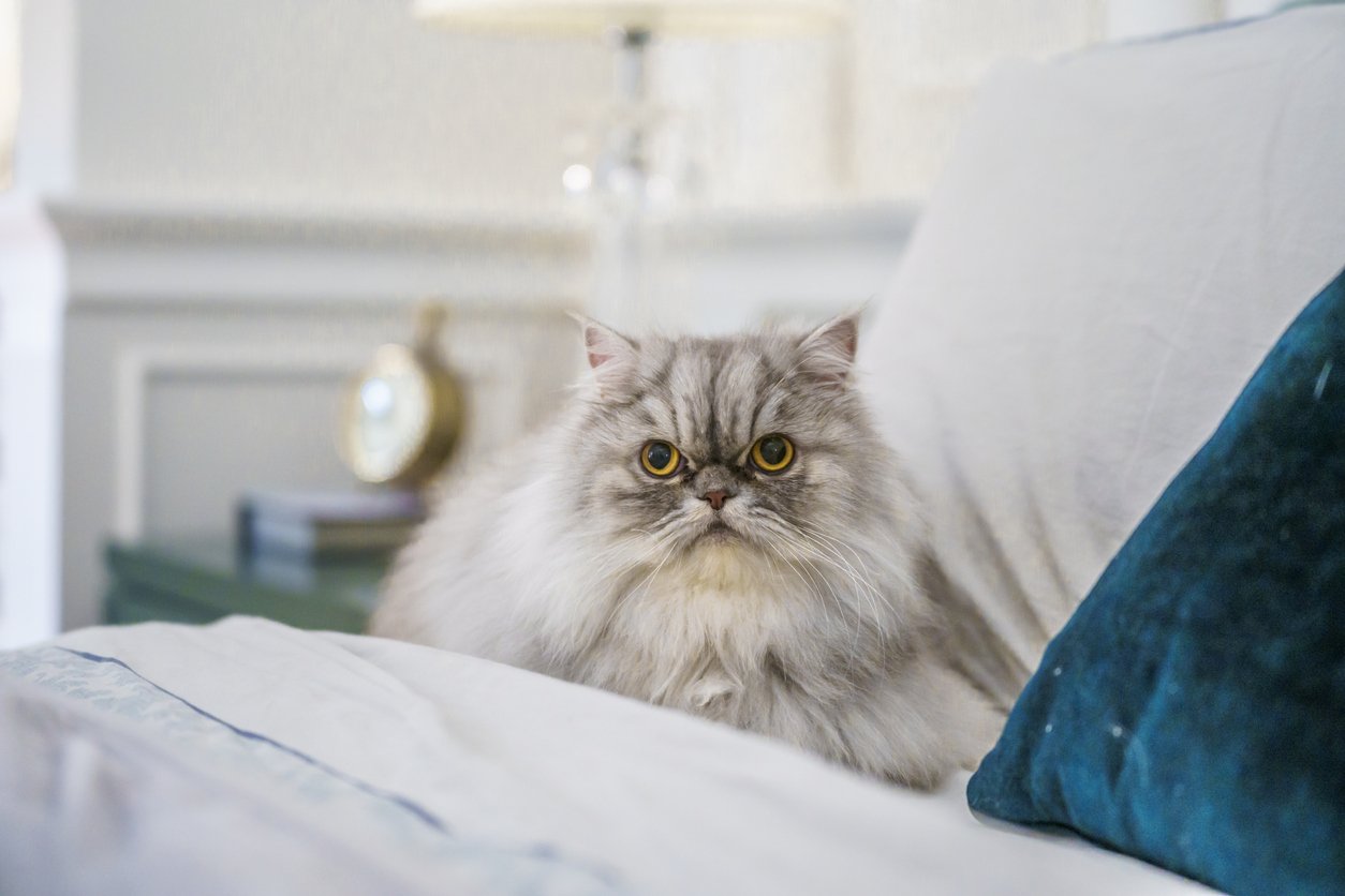 6 Persian Cat Health Issues [Symptoms, Causes, Treatment & Prevention]