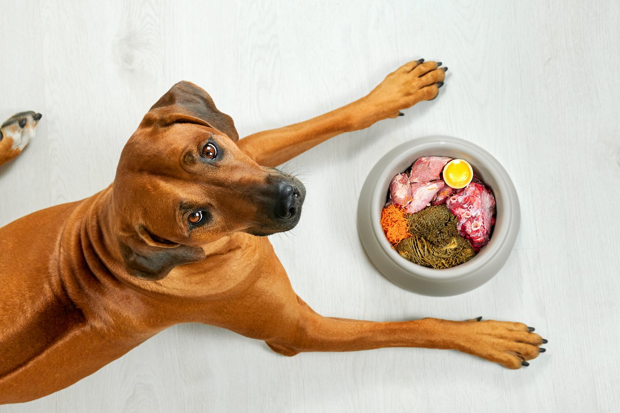 raw dog food for beginners