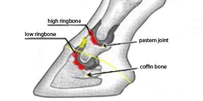 What is Ringbone in Horses? - Definition, Causes, Symptoms & Treatment