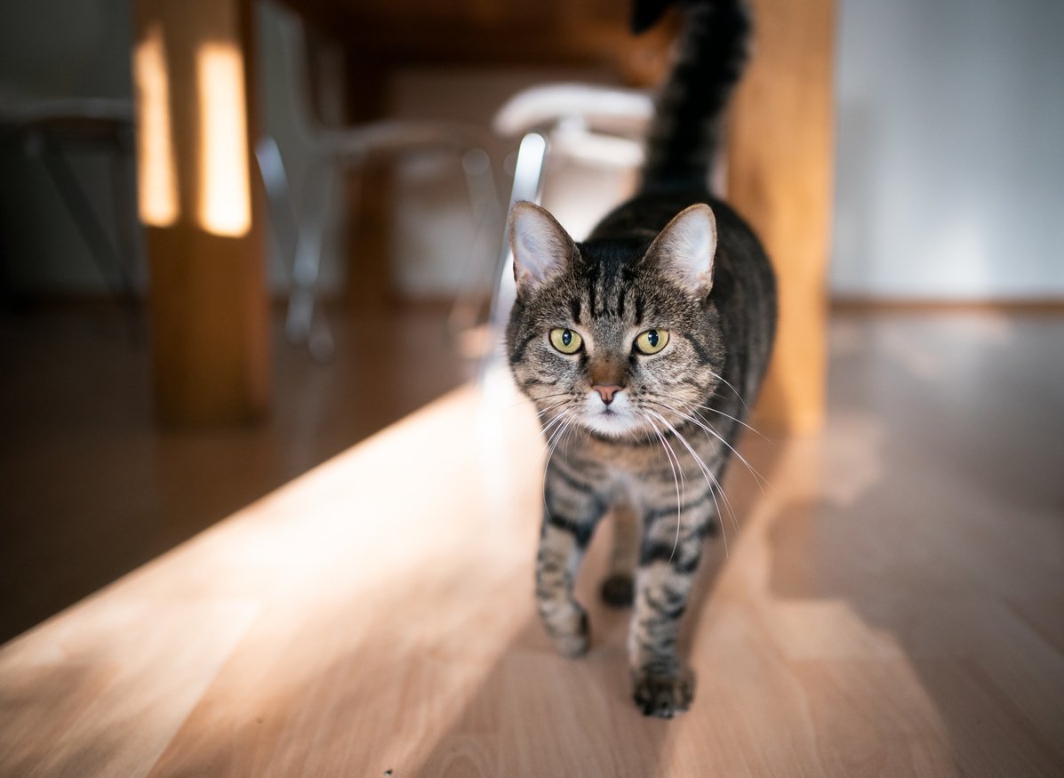 cat limping is more serious than you think