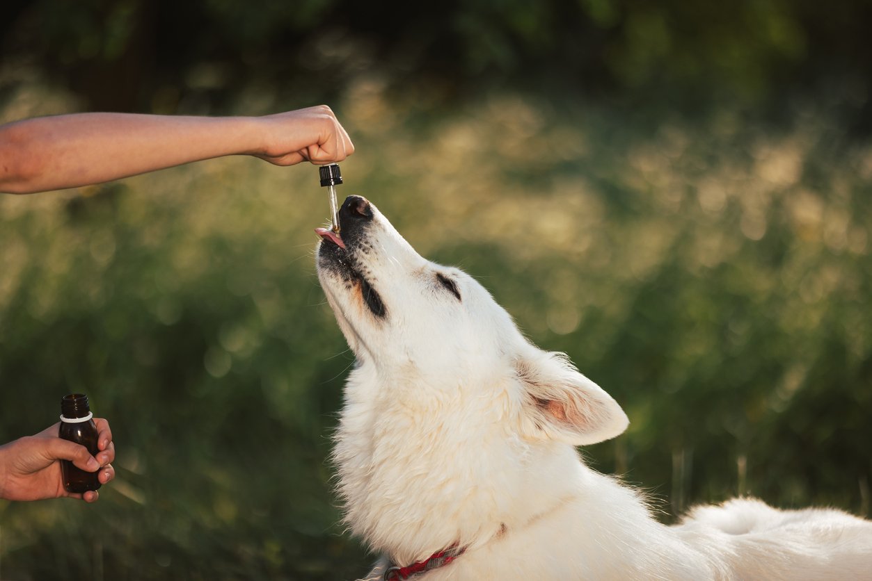 Best CBD Oil for Dogs with Arthritis