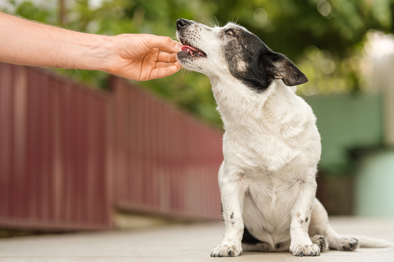 best joint supplements for pets