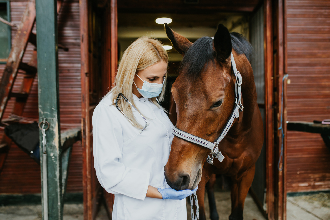 common horse health problems
