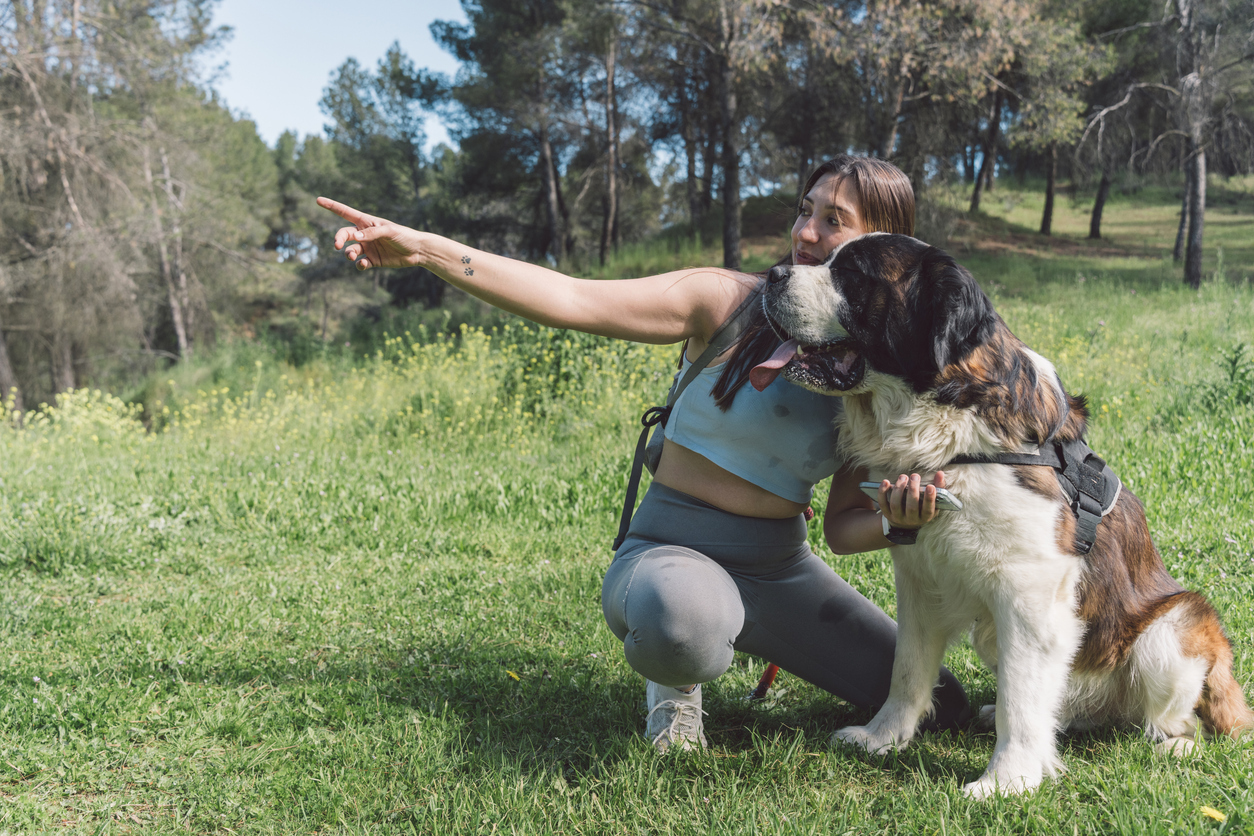 dog-harness-basics