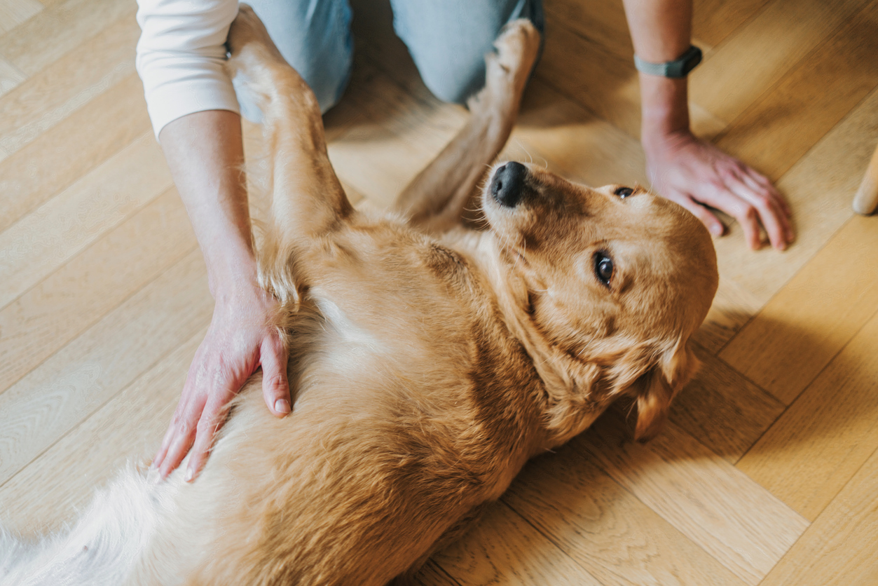 dog-swollen-hip-area