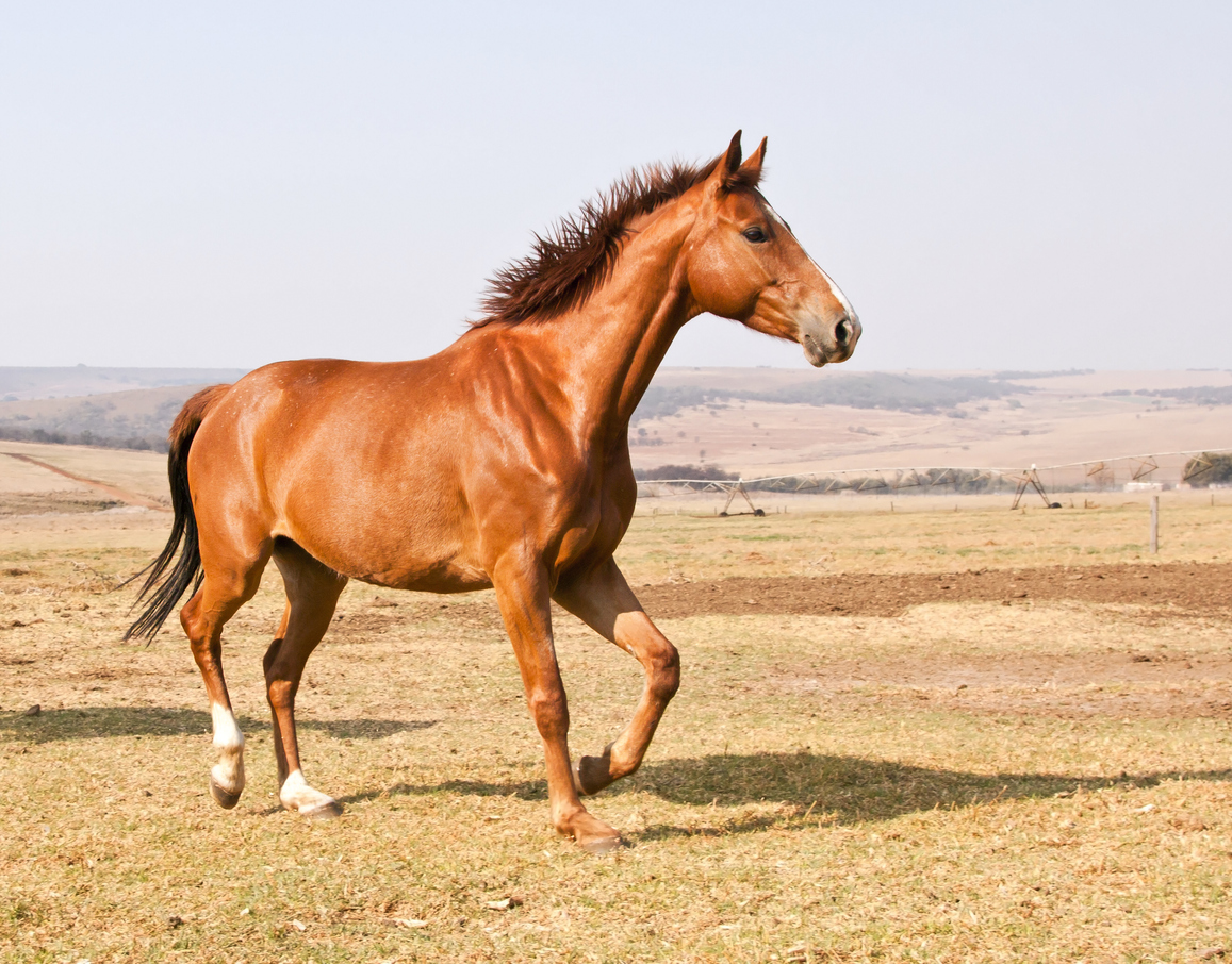horse muscle health