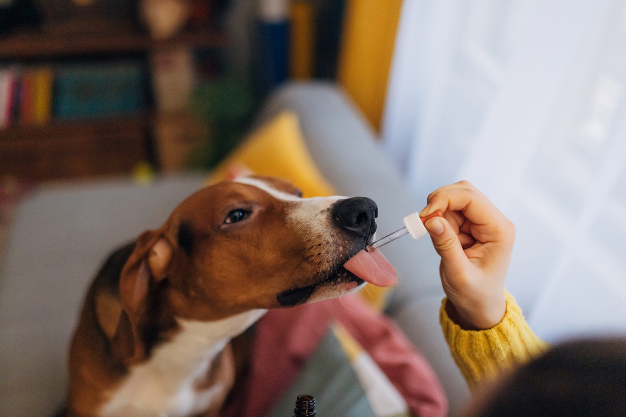 how to choose a pet joint supplement