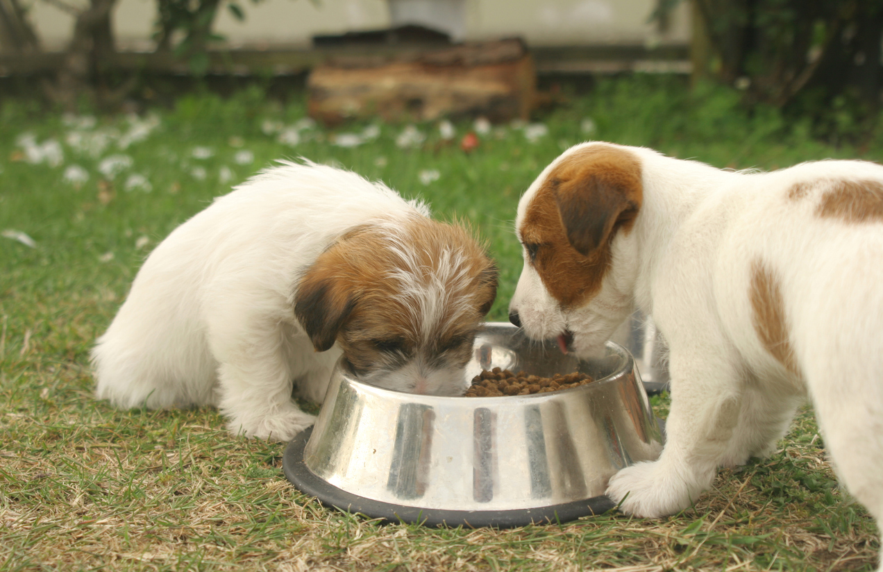 How to Choose the Best Dry Puppy Food