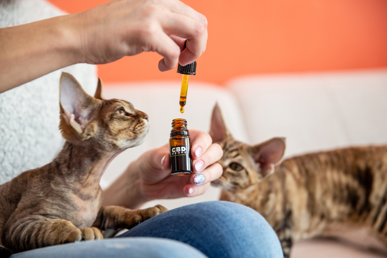 popular cat supplements