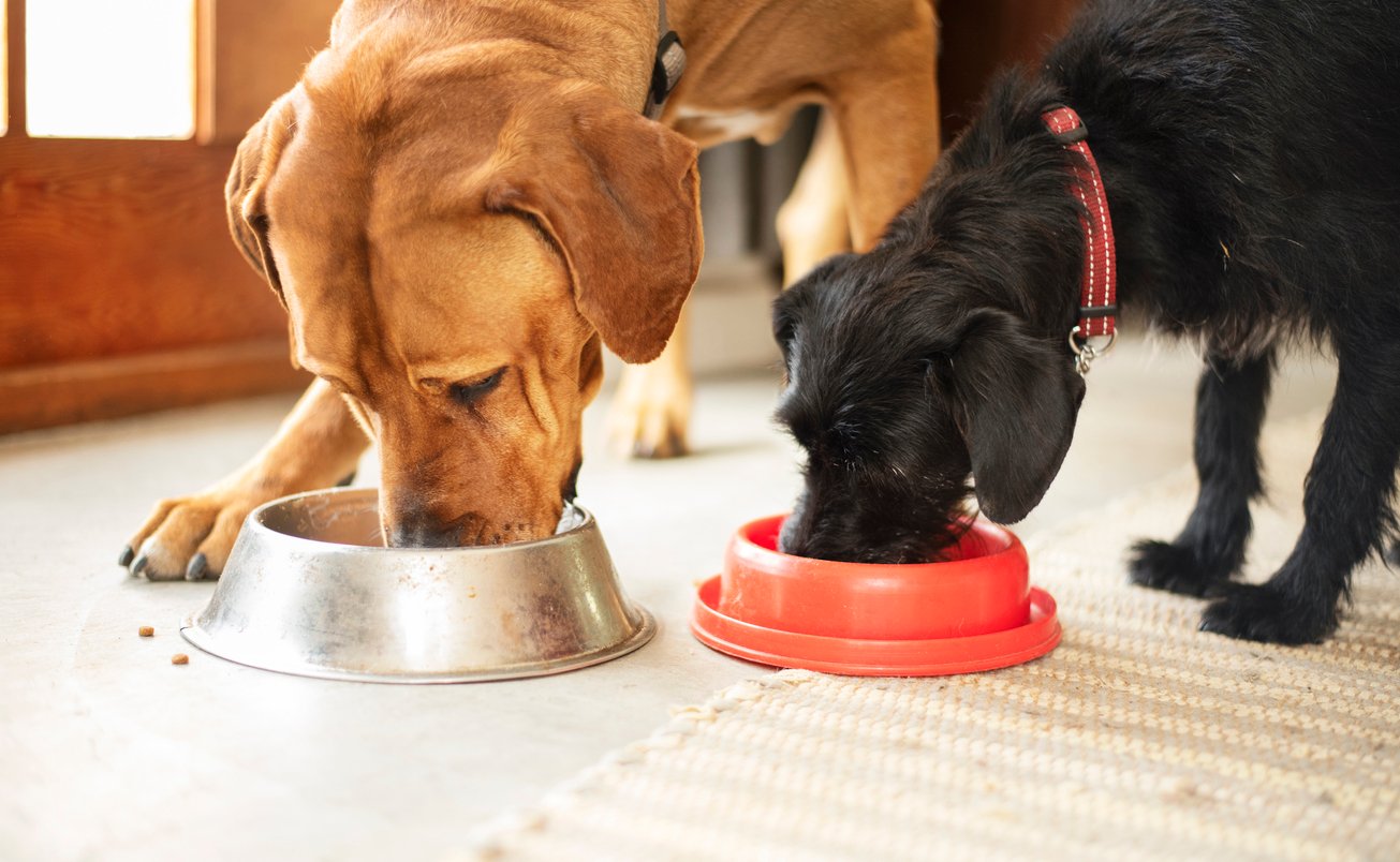dogs eating supplements