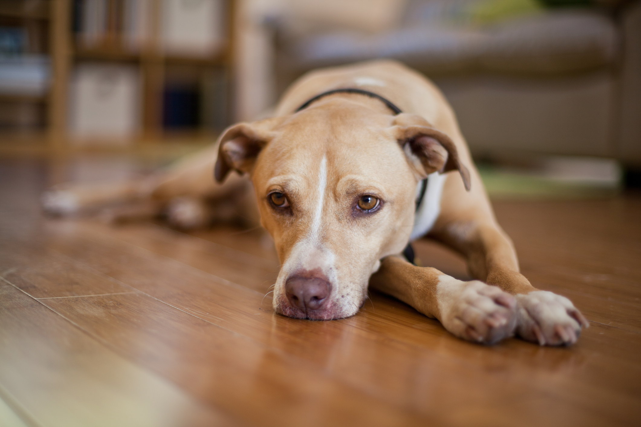 Side Effects Of Glucosamine For Dogs