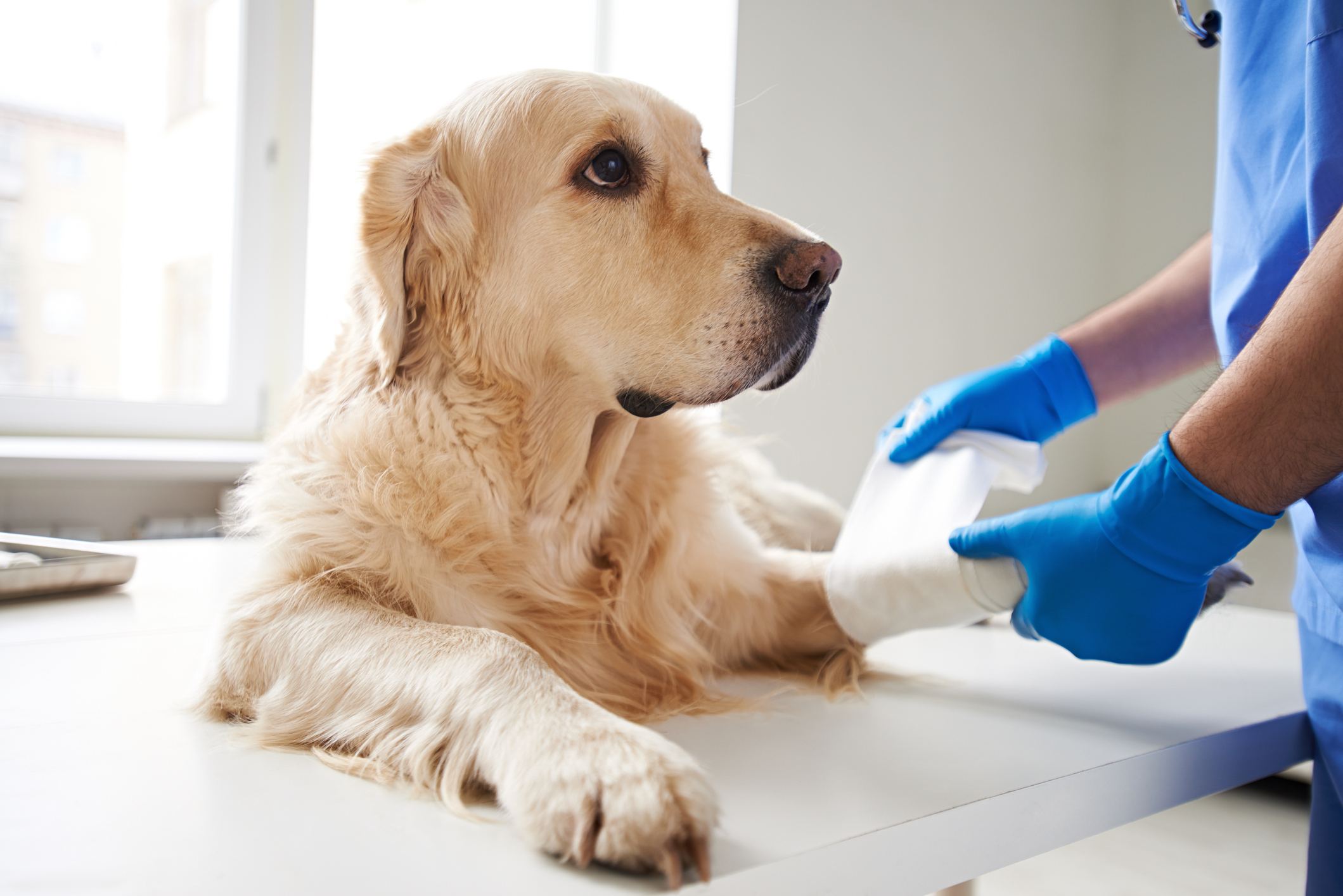 pain relief for injured dogs