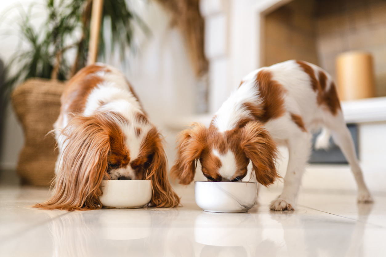 bone-broth-for-dogs