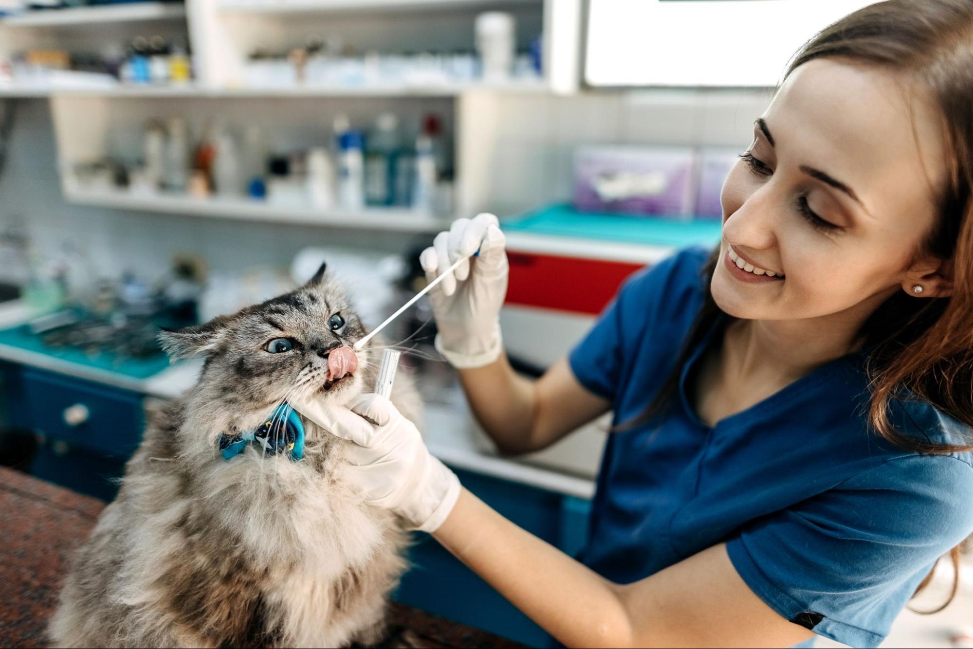 All About Cat Dental Care