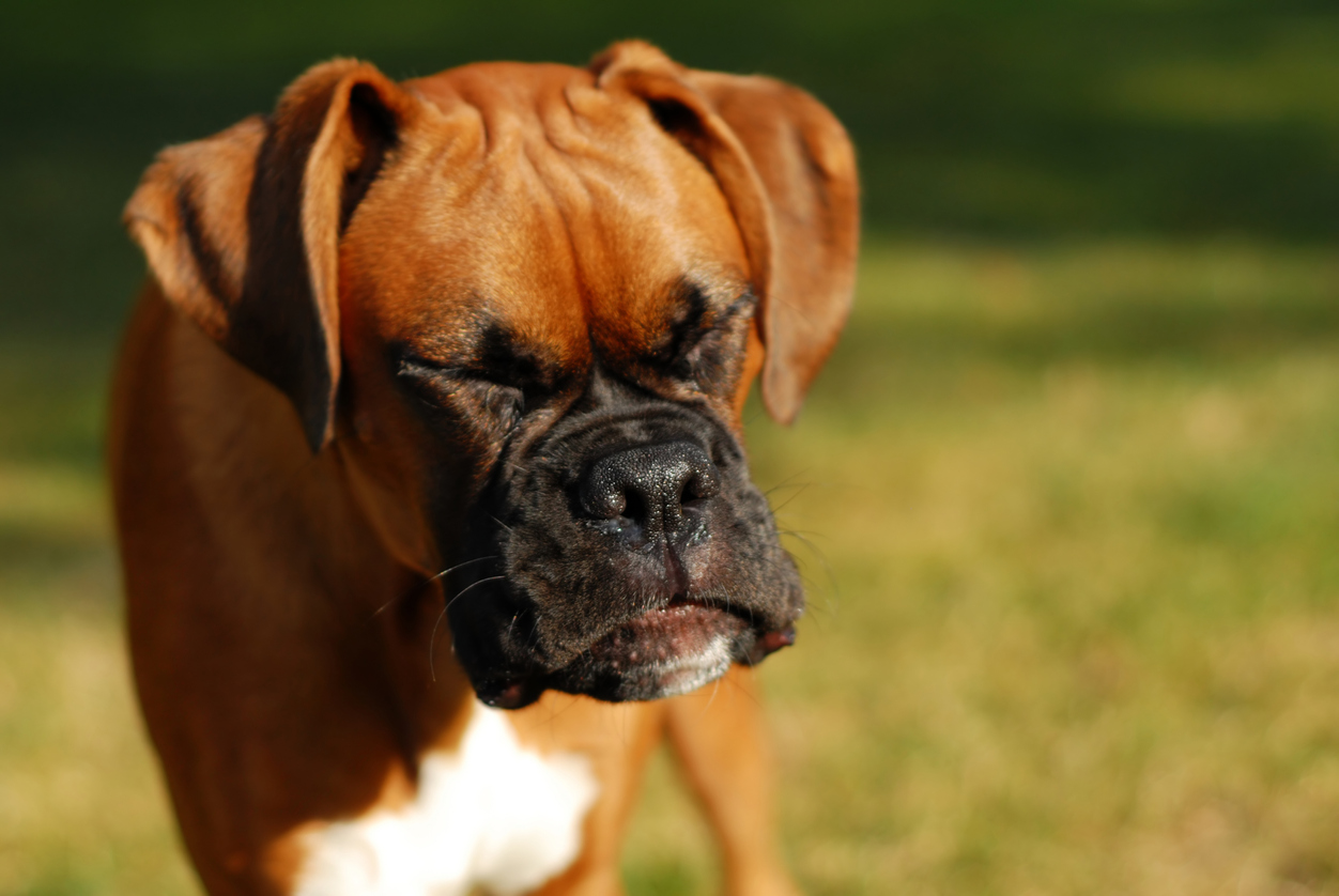 dog-reverse-sneeze