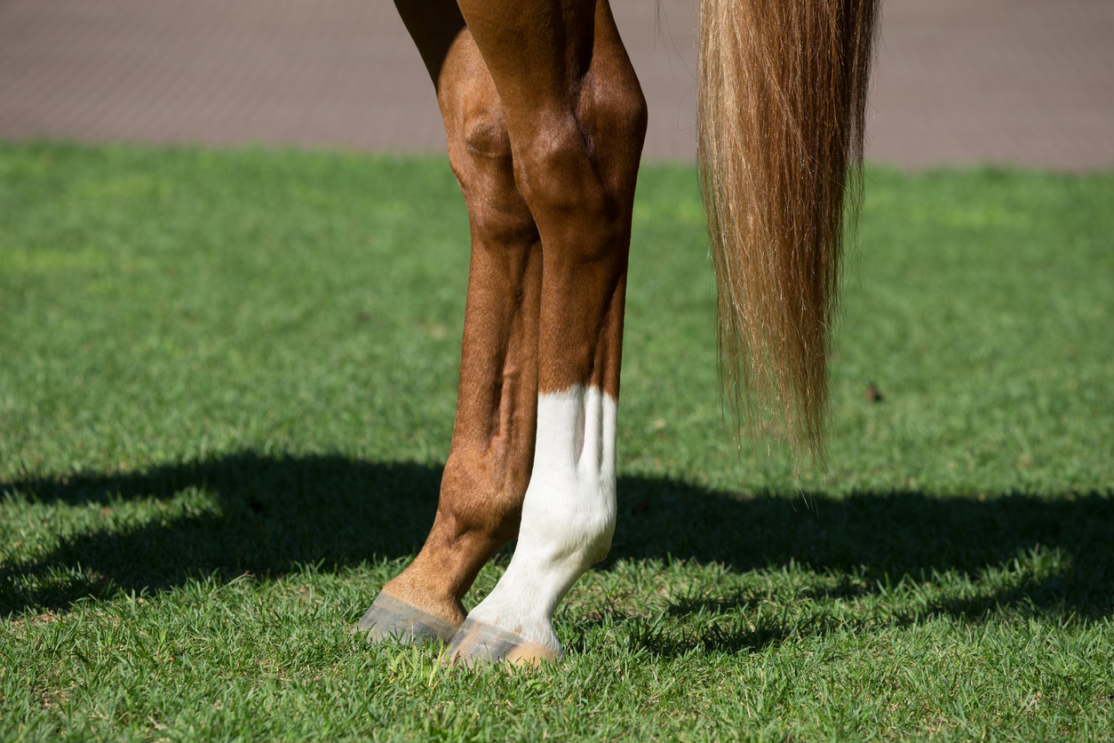 What is Ringbone in Horses