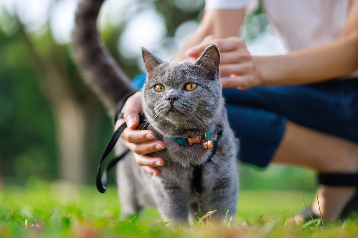 tumeric-for-cats