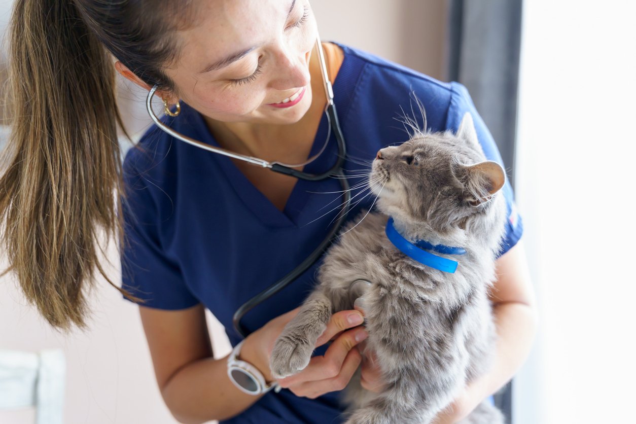 managing-diabetes-in-cats-a-guide-to-healthier-feline-living