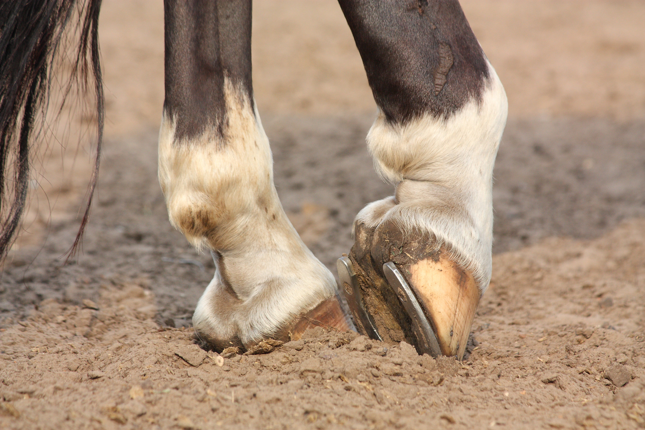navicular disease in horse