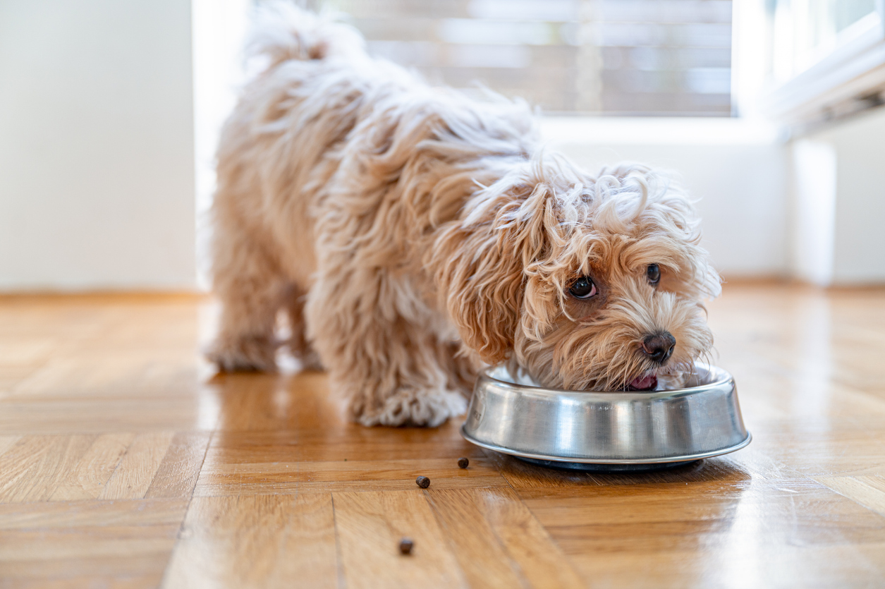 pairing glucosamine with dog nutrition