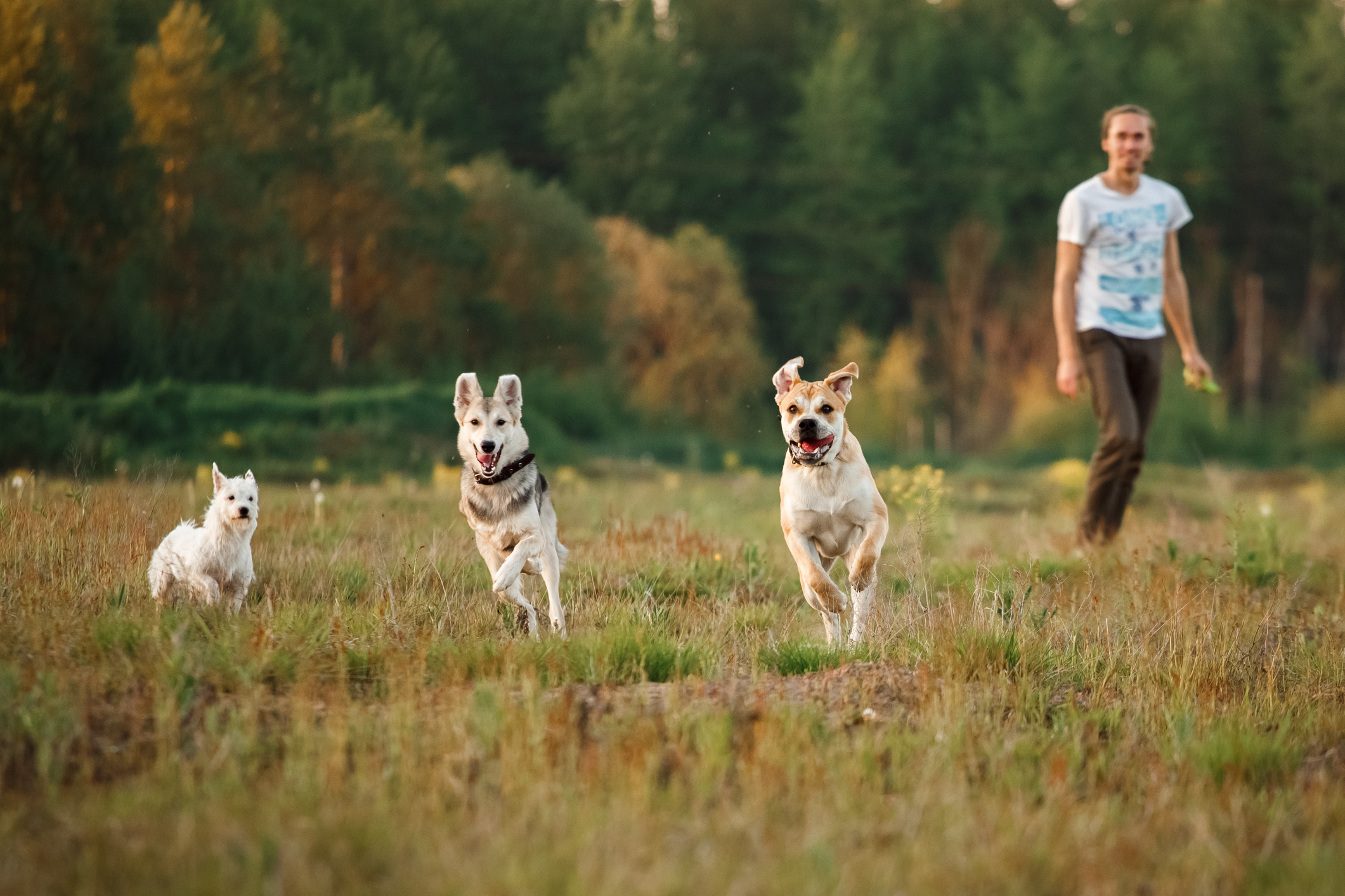 running-dogs